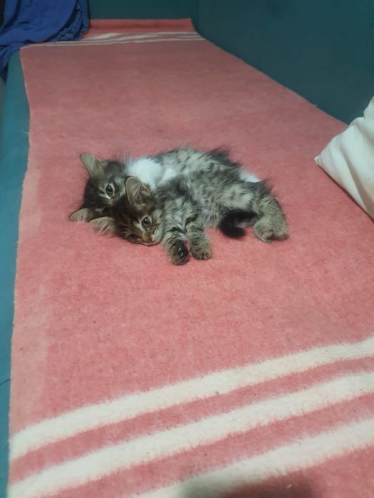 Котята в добрые руки. Мысык