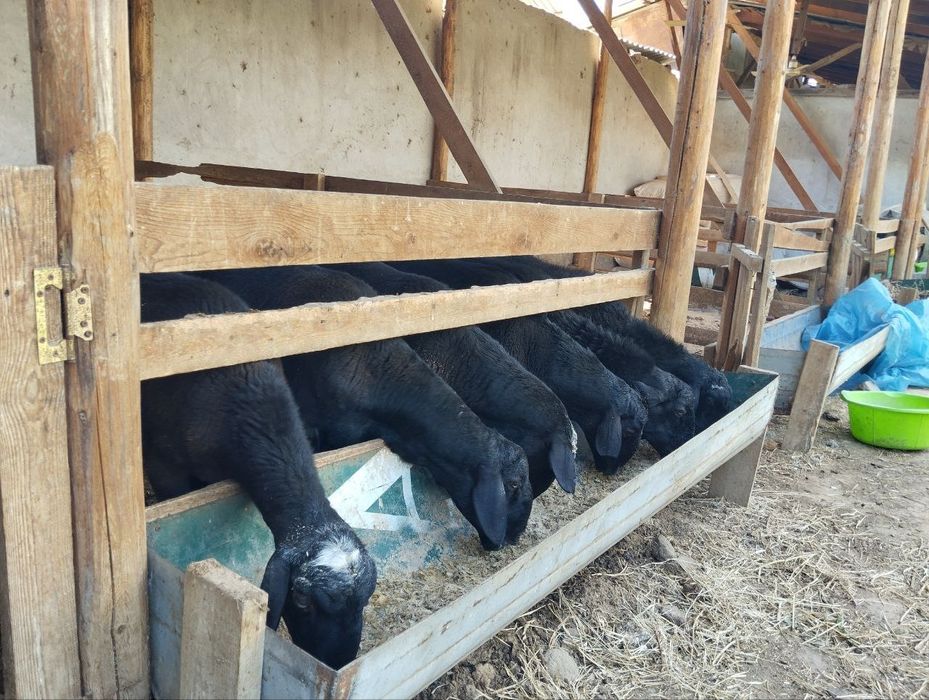 Qurbonlik uchun qoʻylar