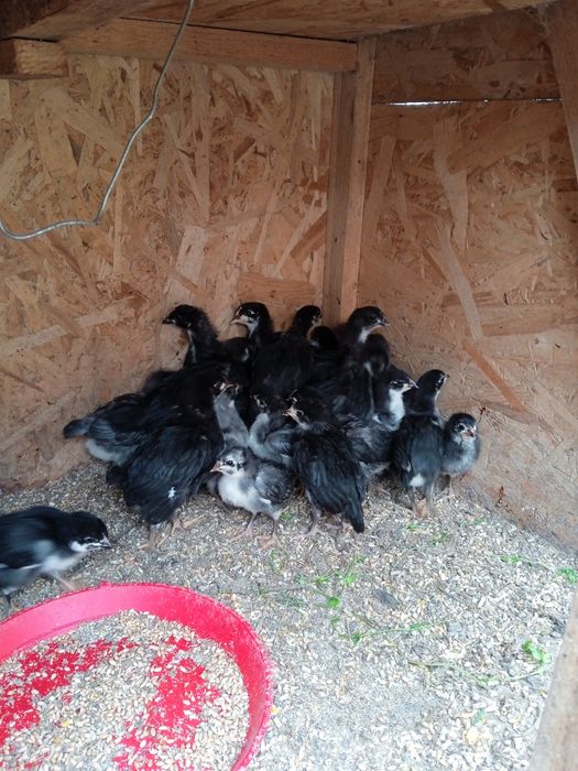 Oua Australorp pentru incubat