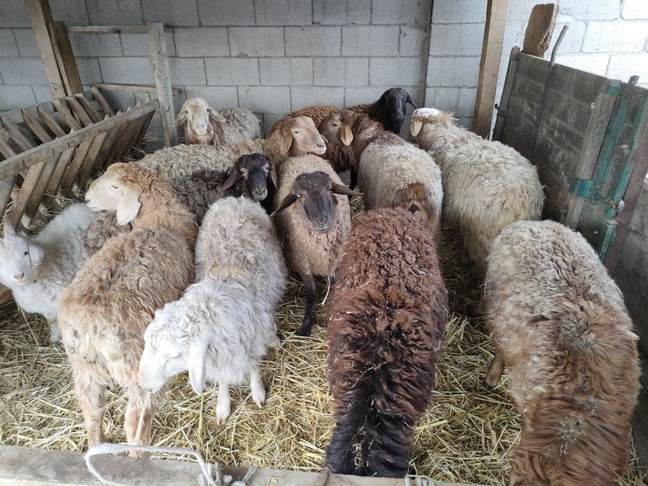 Еркек тоқтылар сатылады