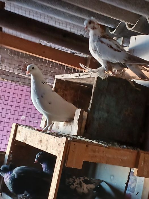 Продам голубей хорошие