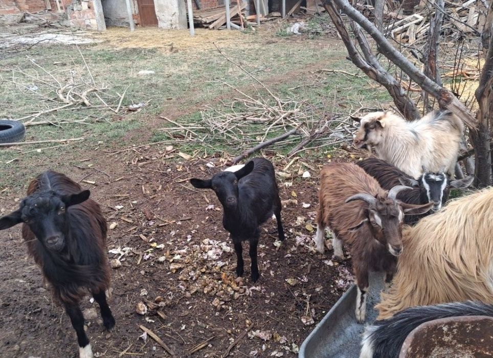 Кози заплодени и ярета