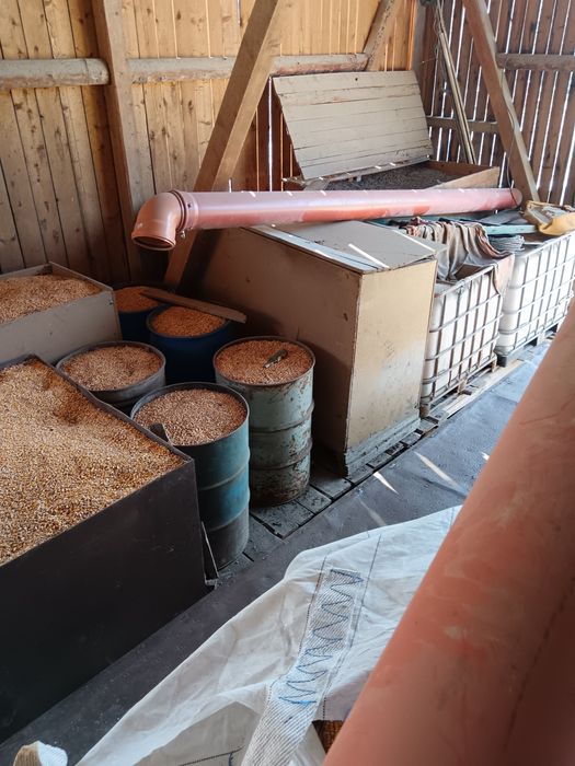 Vând porumb, orzoaică, grâu, triticale