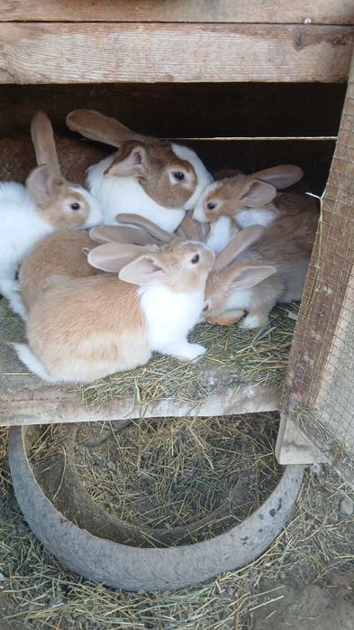 Vand urecheati detalii