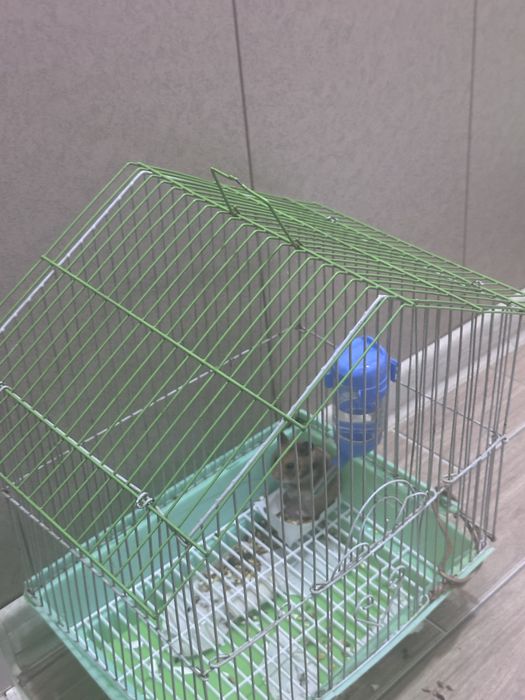 hamyak chiroyli hali kichkina3 haftalik osela idish qõshberaman sovğag