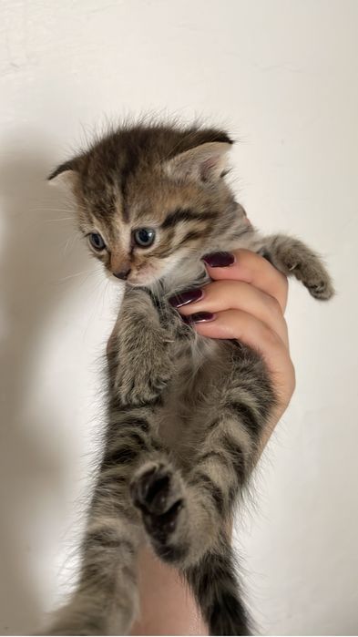 Отдам котят в добрые руки!
