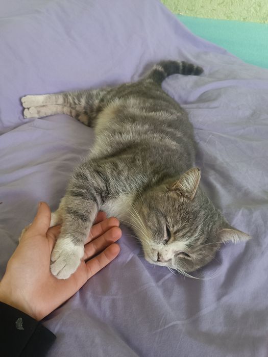 Uy hayvoni qulga oʻrgatilgan mushuk