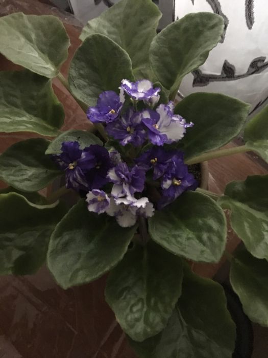 Фиалки 800тг породистые!