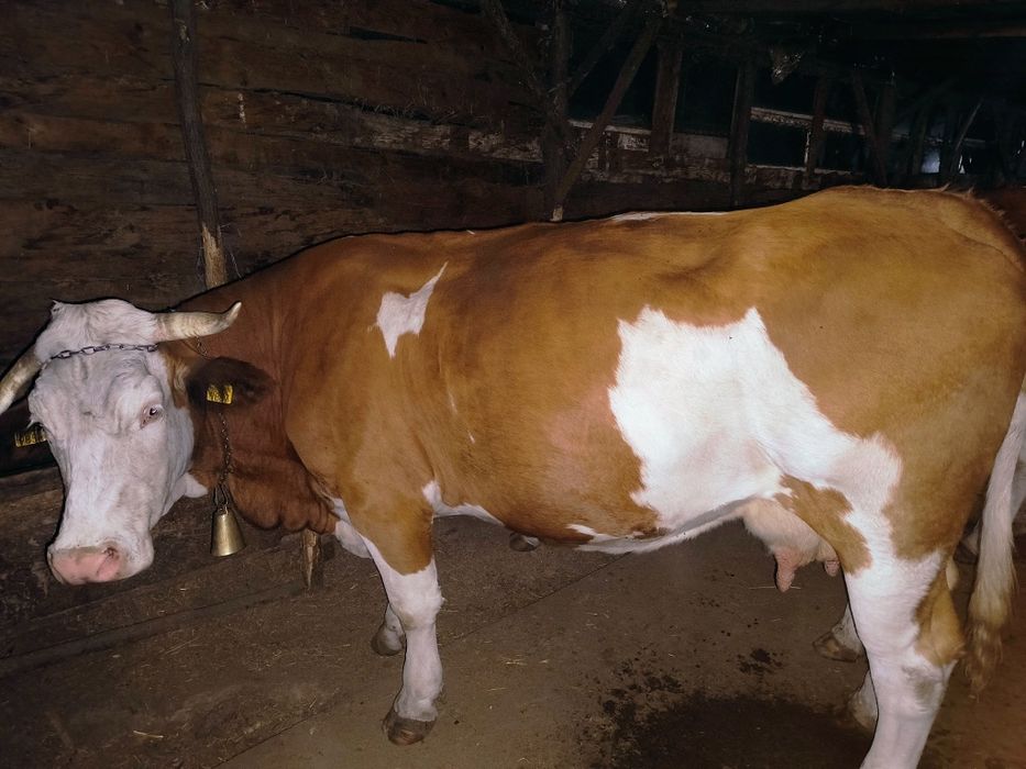 Vaca de abator ...