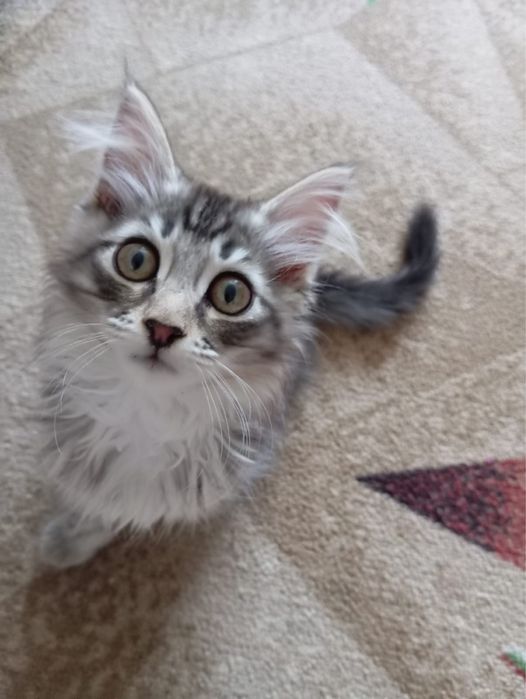 Котенок в добрые руки
