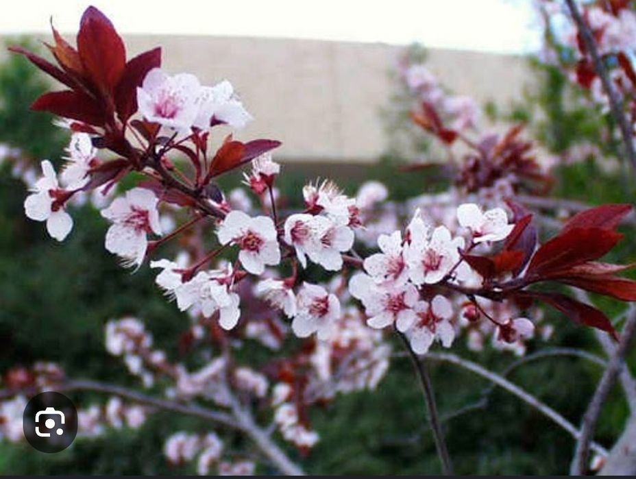 Plante ornamentale calitate
