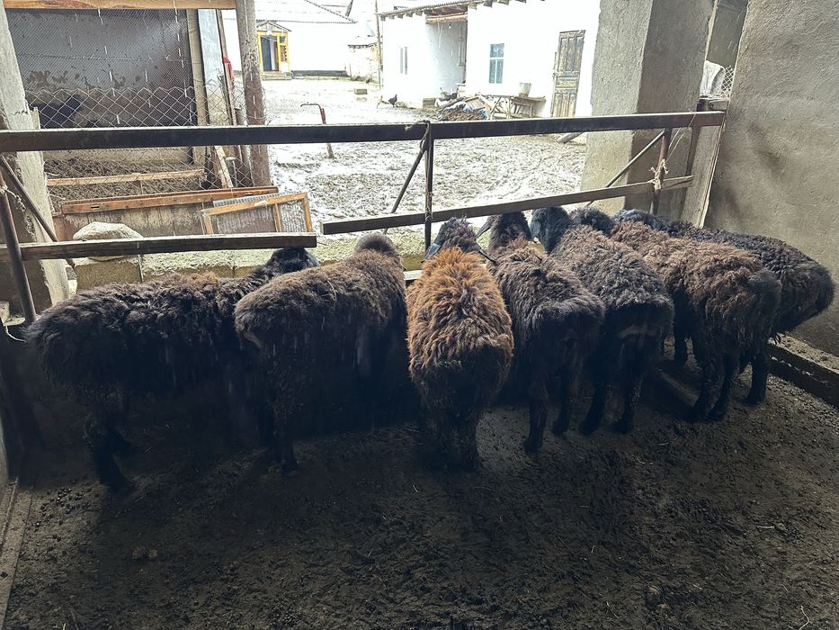 Тоқты Қой Бараны Овцы