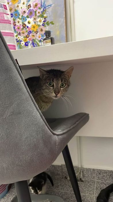 Pisicuta femela spre adoptie