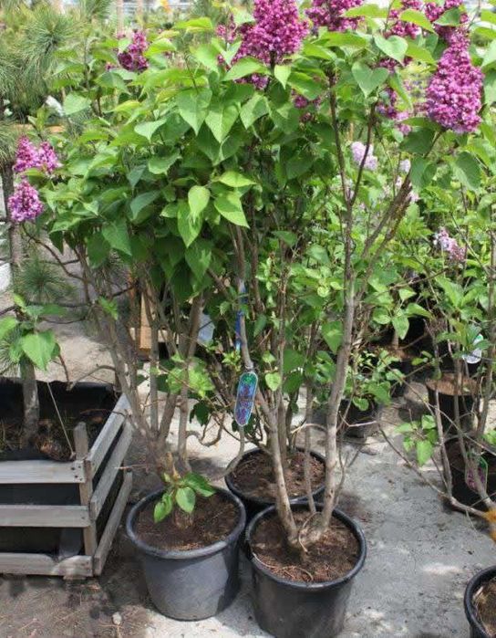 Продам саженцы сирени в горшке