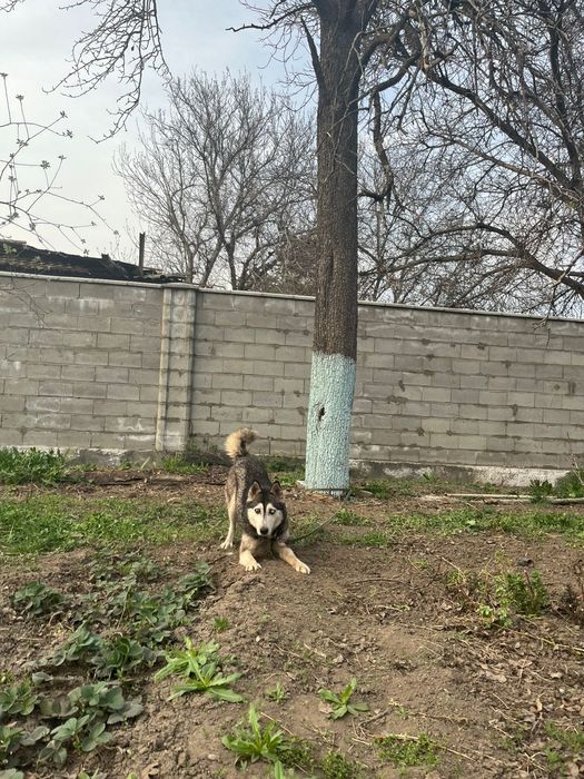 Хаска и лабрадор