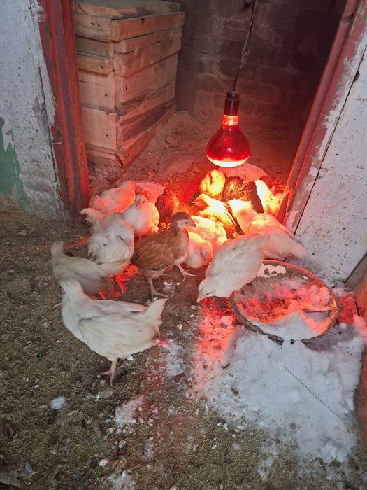 Продам Цеплят 3 меся