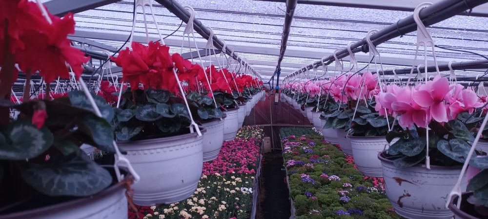 Flori 1-8martie cyclamen,garofite,zambile