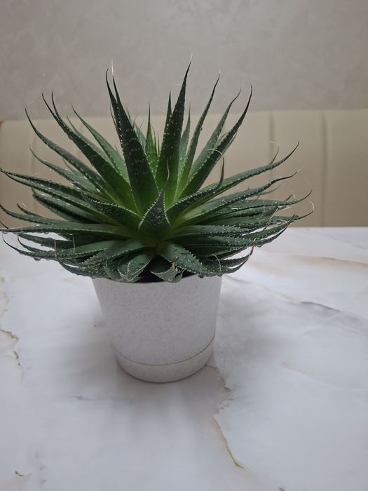 Комнатные цветы - Хавортия