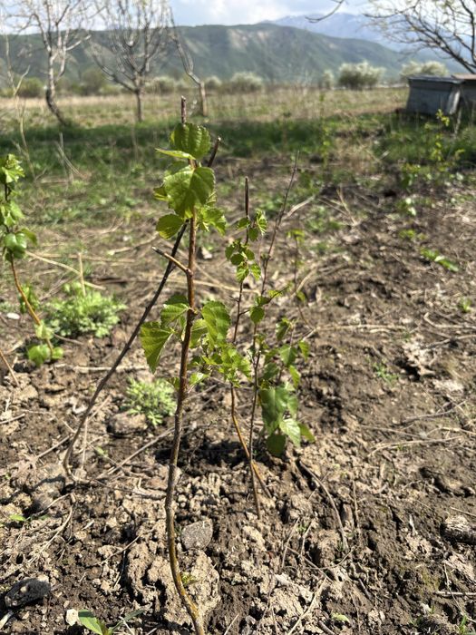 Продам саженцы Березки