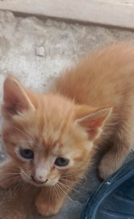 Милые котята. Милые котята