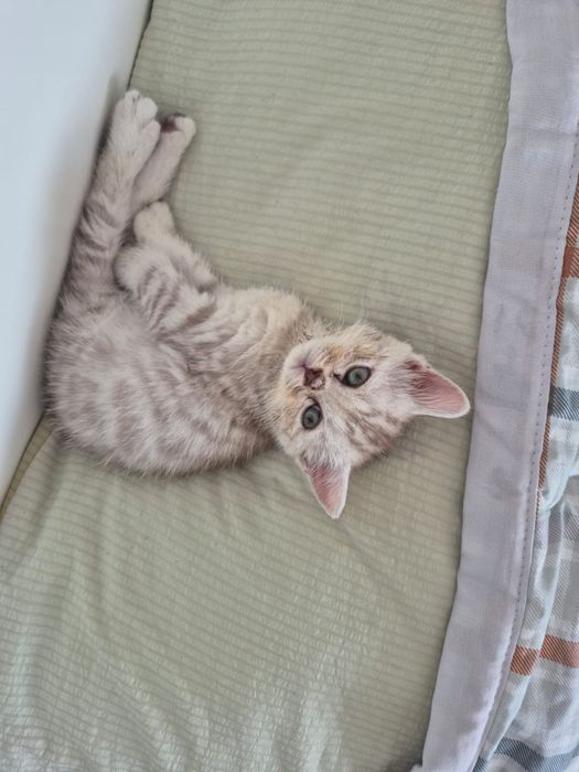 Шотландская котёнок