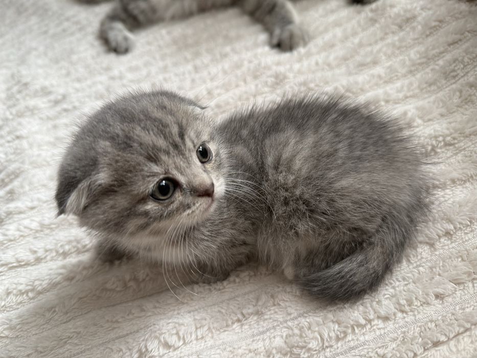 продается котята