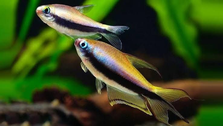 Королевская Тетра