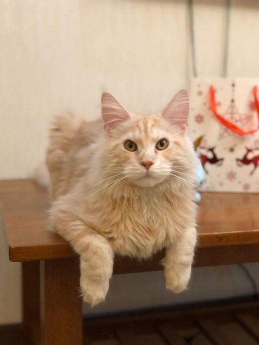 Котята мейнкун продаю