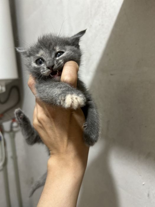 Отдам котят в хорошие руки