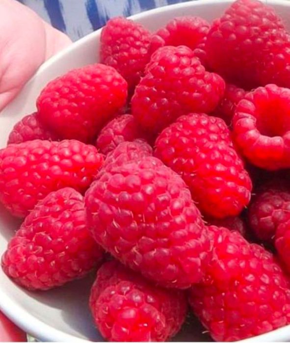 Продам саженцы ремонтантной малины