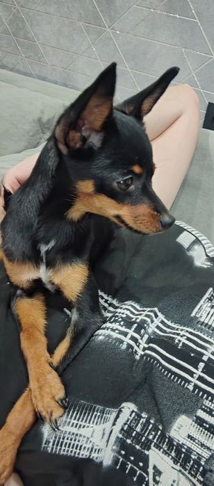 Продам той терьера мальчик 8 месяцев.