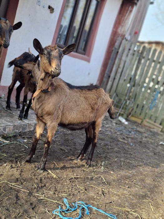 Vand trei iedute alpin francez de anul trecut