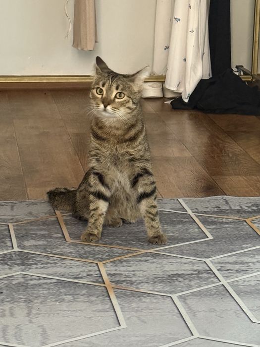 Котик  домашний