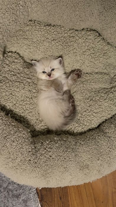 Котета сибирска нева маскарадна