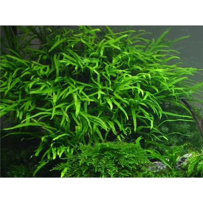 Bolbitis heudelotii și Microsorum –Plante naturale de acvariu.