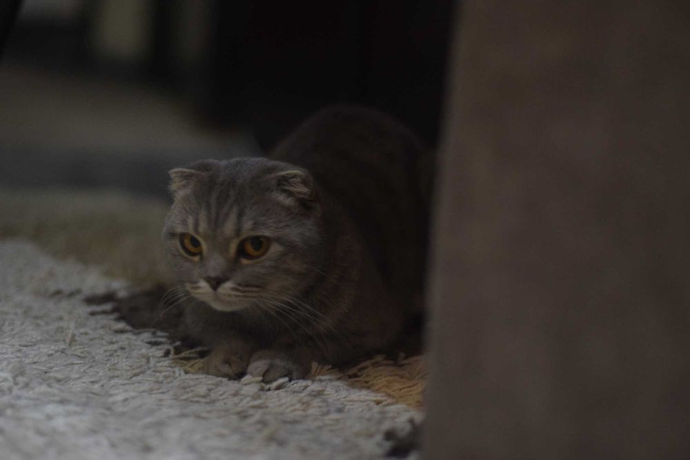 Объектив Nikon 55-200