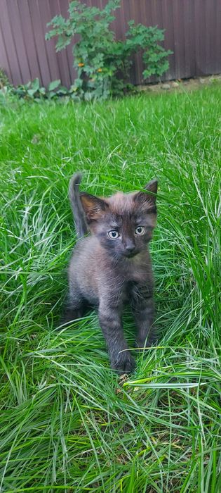 ОТДАМ КОТЯТ  в добрые руки