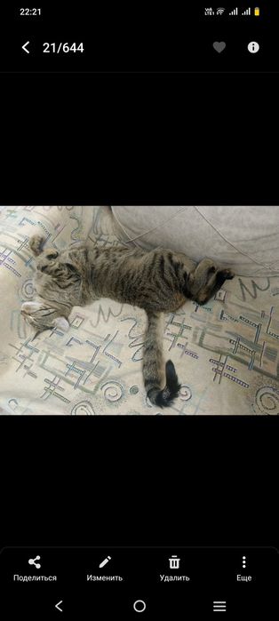 Отдам кошку даром в хорошие руки