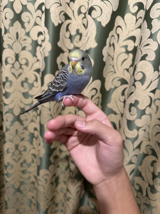 Ручной волнистый попугай