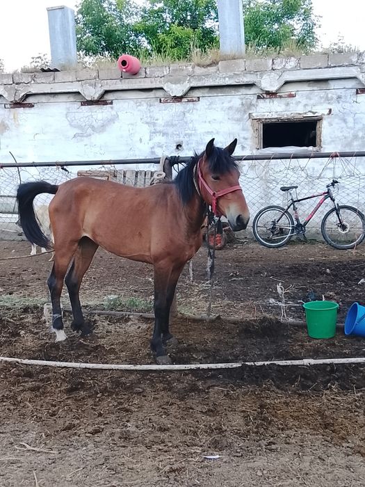 Продам кобылу байтал