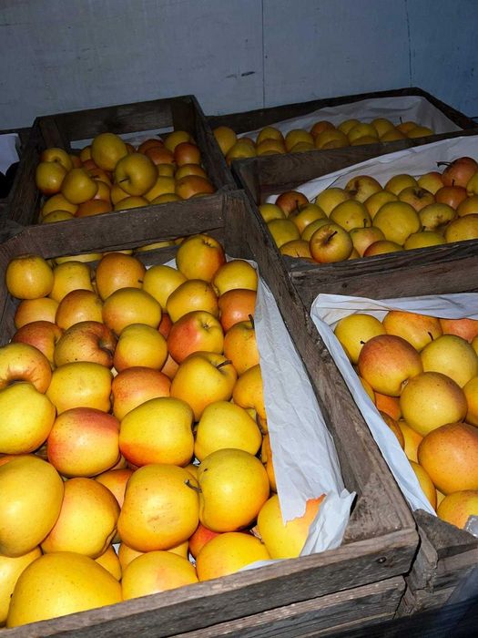 Vindem mere și pere EN-GROS