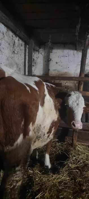 Vand  juninca gestanta!