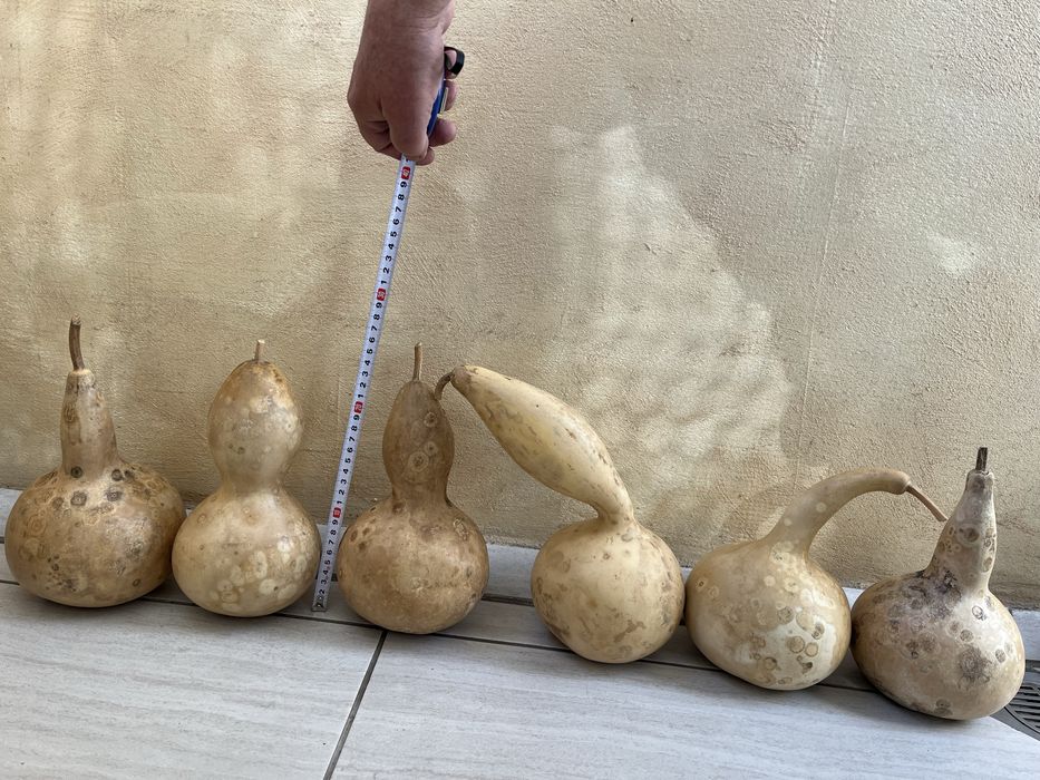 Декоративни тиквички и кратуни