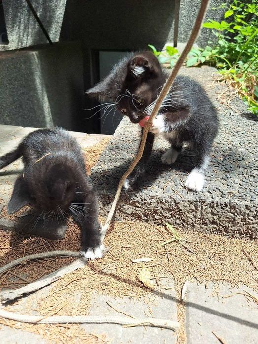 Отдам котят в добрые руки