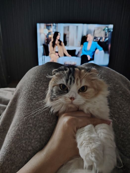 Отдам  вислоухую кошечку