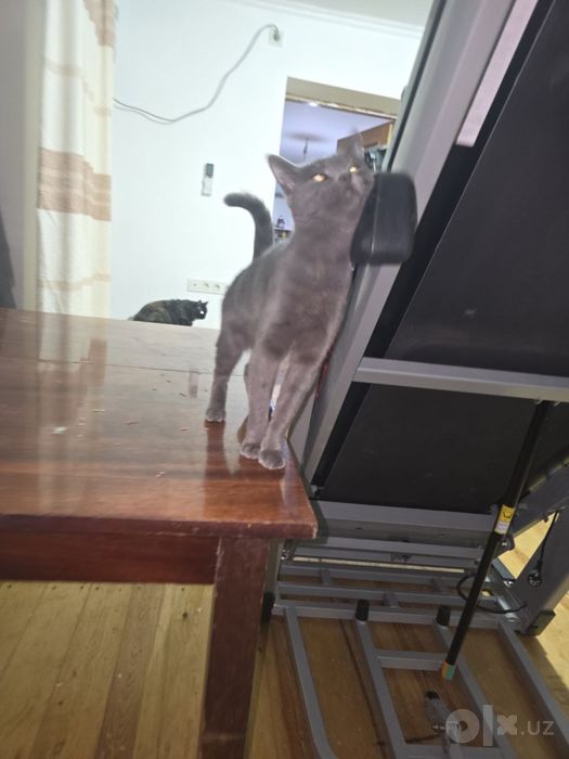 Кот, пепельный окрас