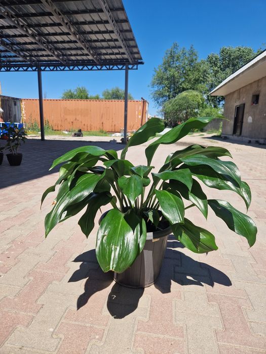 Домашние цветы,  растения