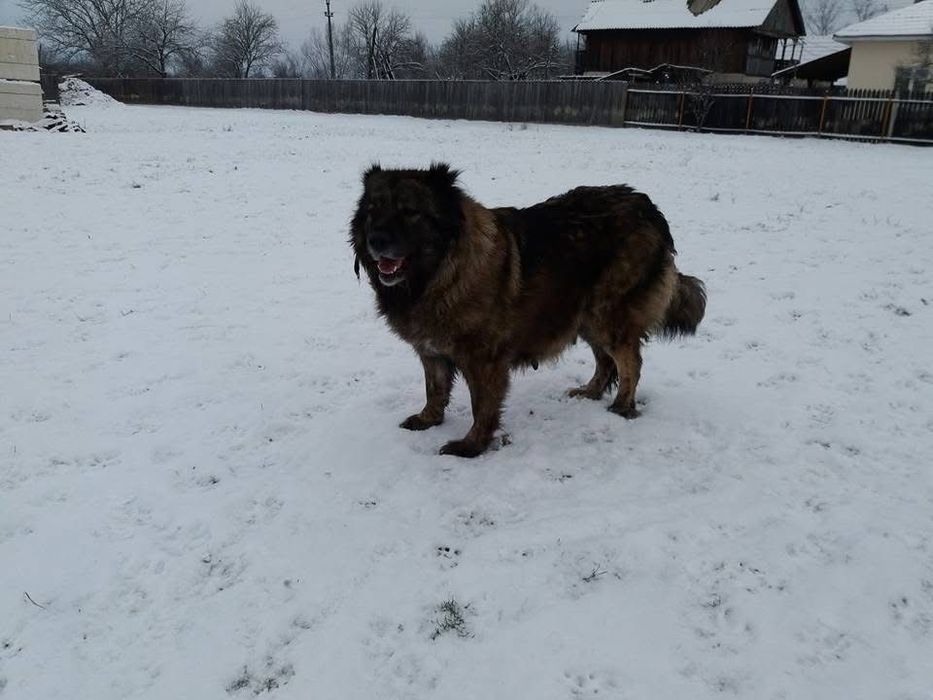 Donez femele Ciobănesc Caucazian și cățeluși de talie mică