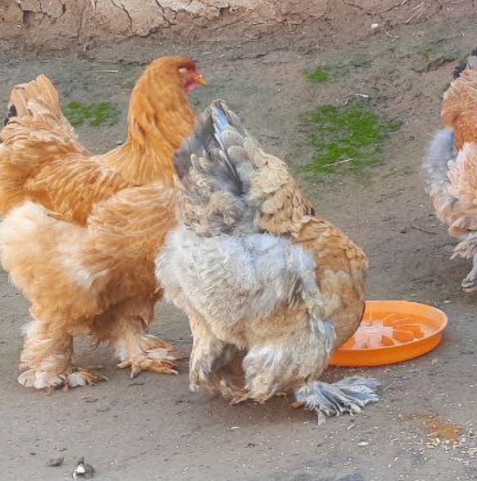 Qoni toza Bramalar tuximi bor