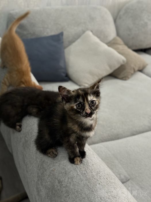 Котята бесплатно